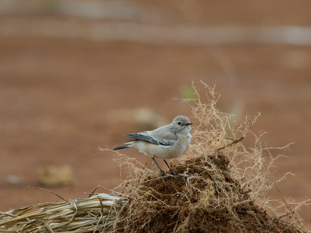 1030 淡水漠䳭 1030 淡水漠䳭
