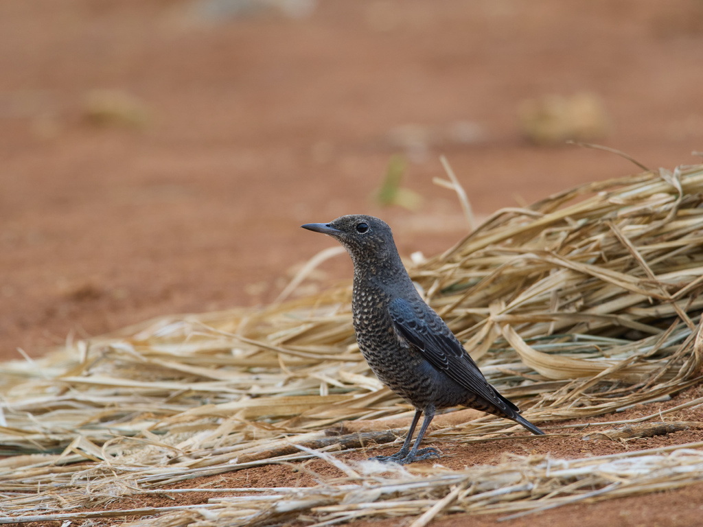 1030 淡水漠䳭 1030 淡水漠䳭