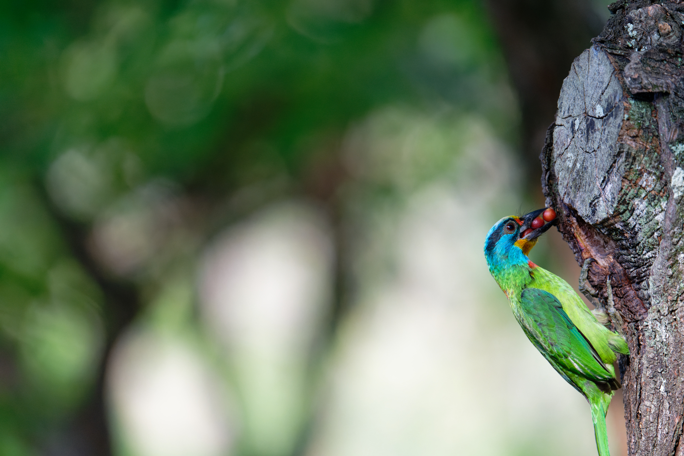 0509 大安五色鳥