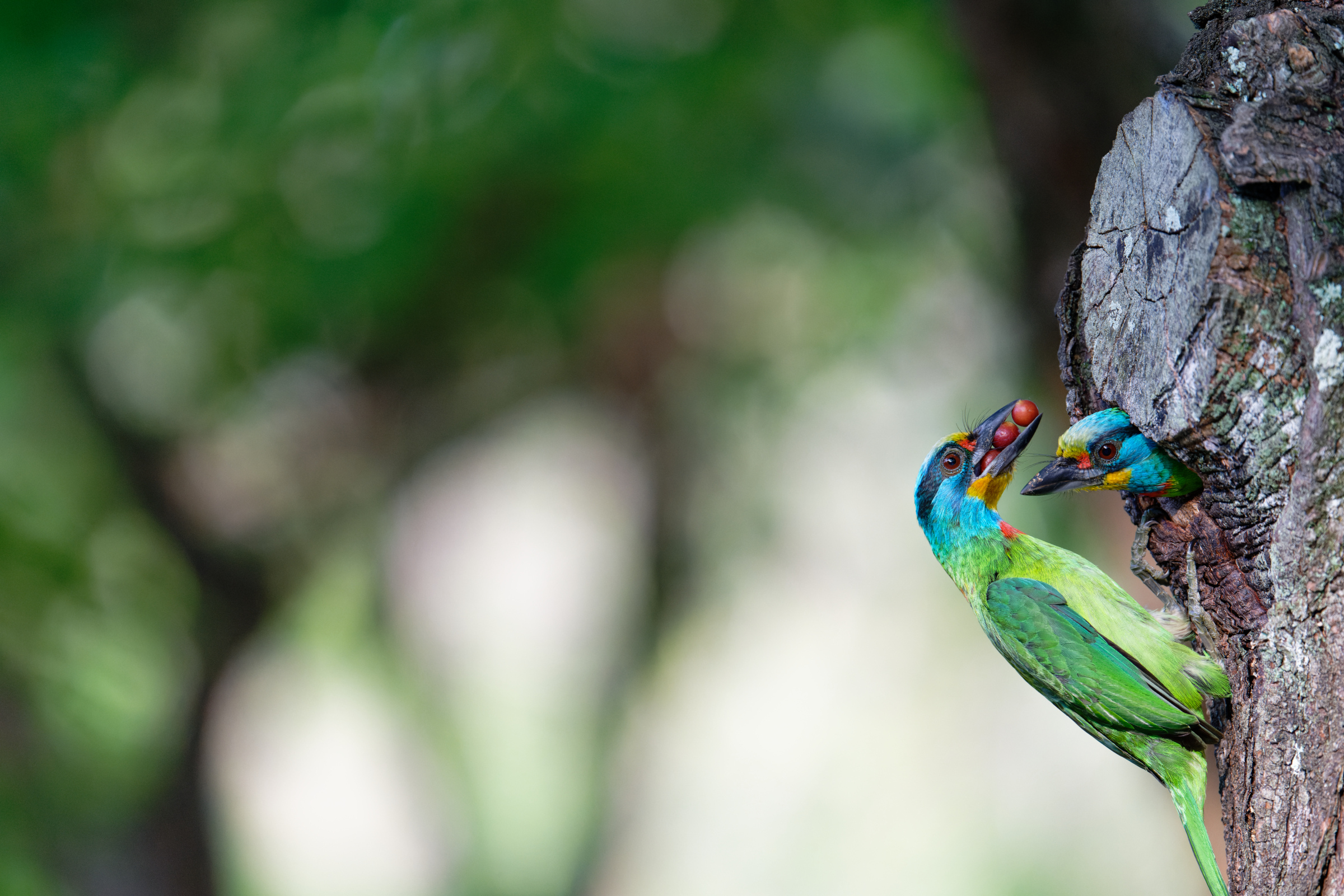 0509 大安五色鳥