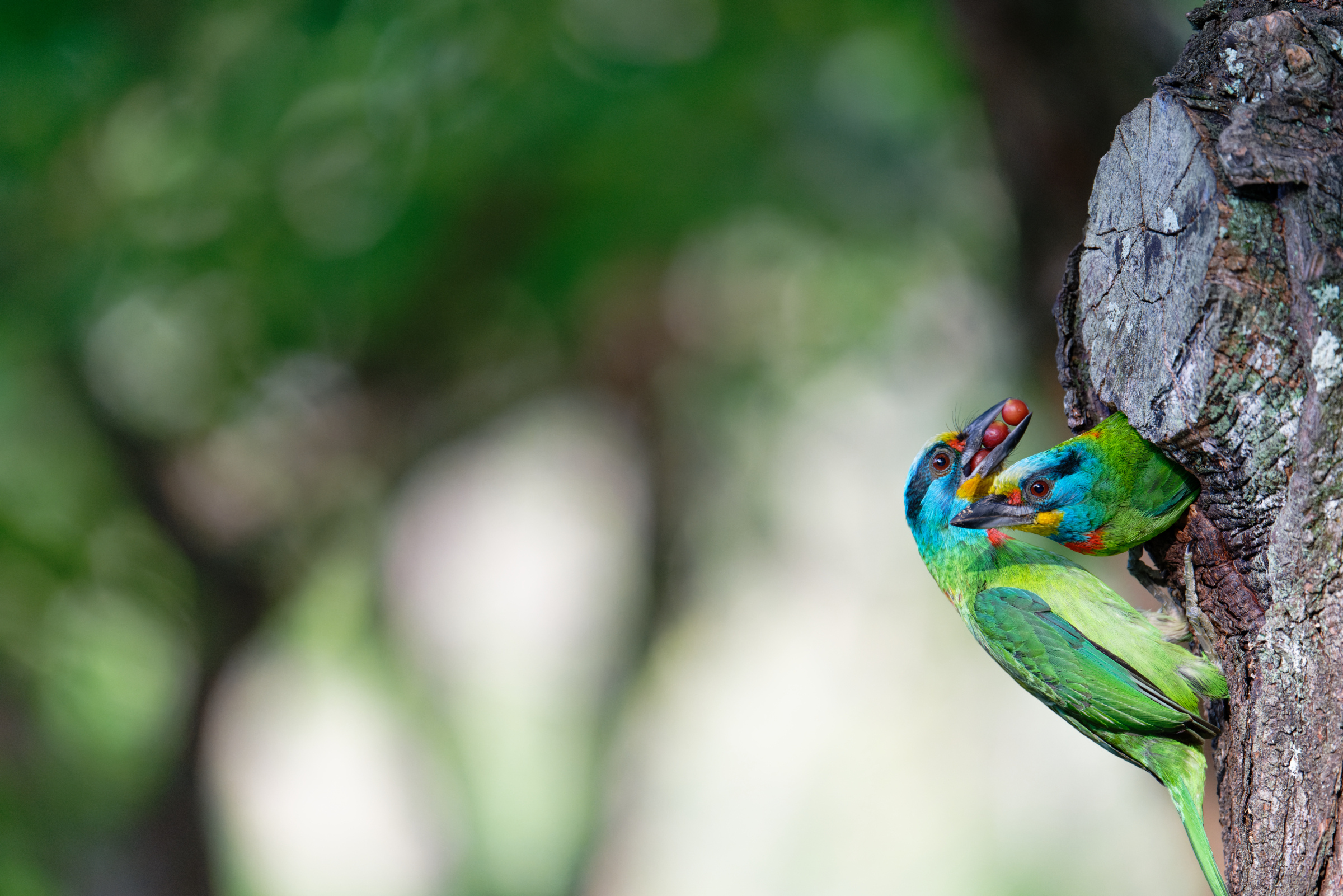 0509 大安五色鳥