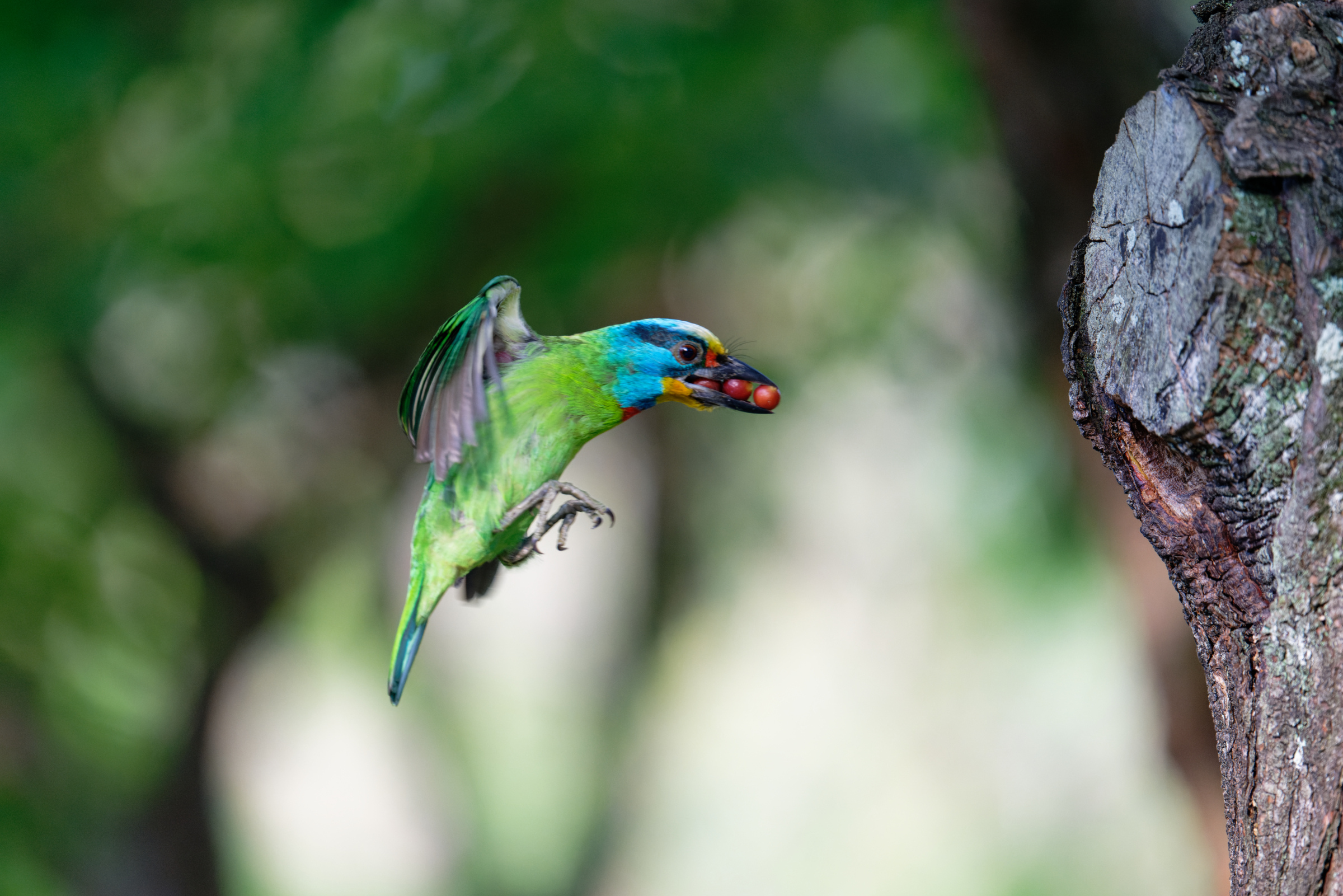 0509 大安五色鳥