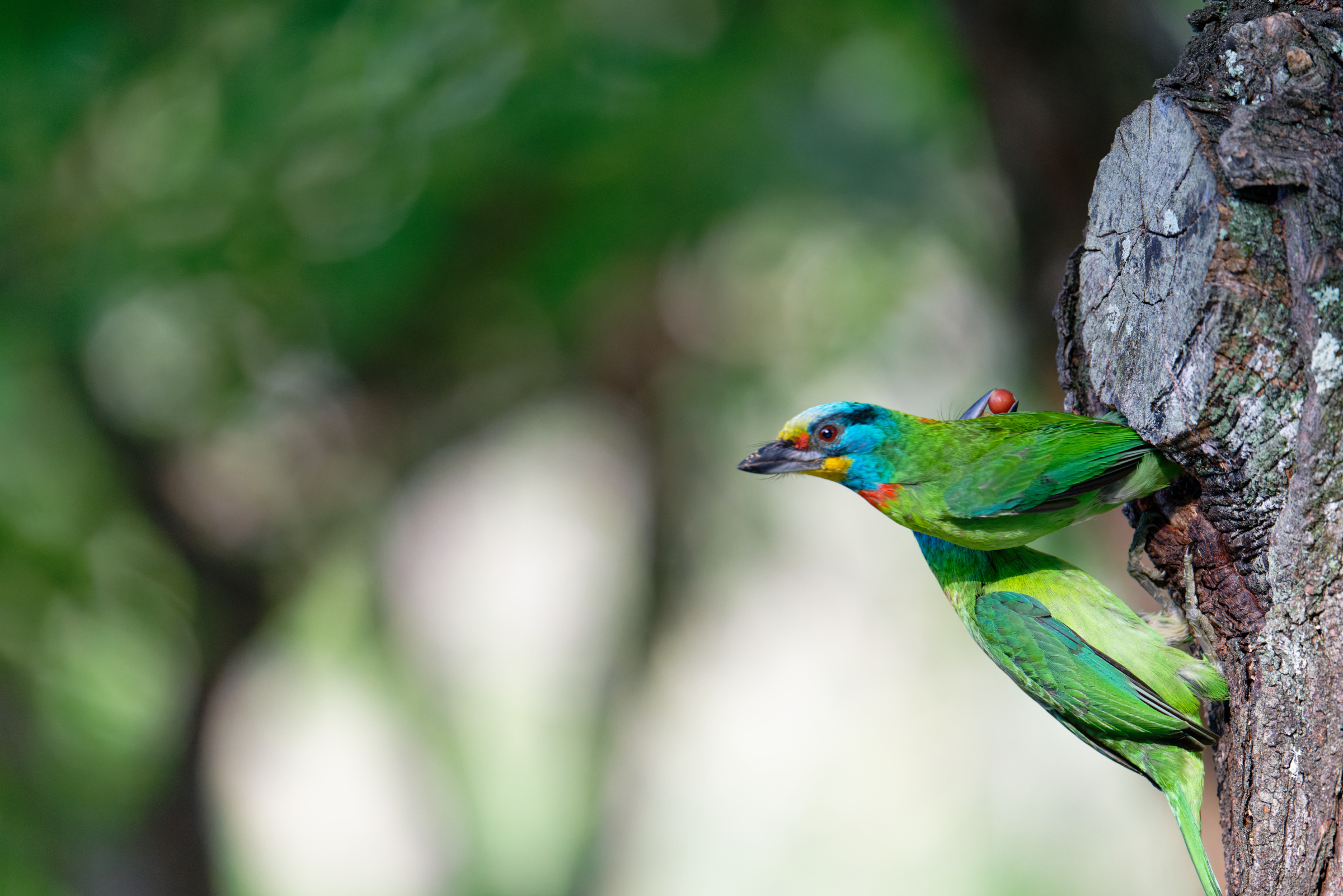 0509 大安五色鳥