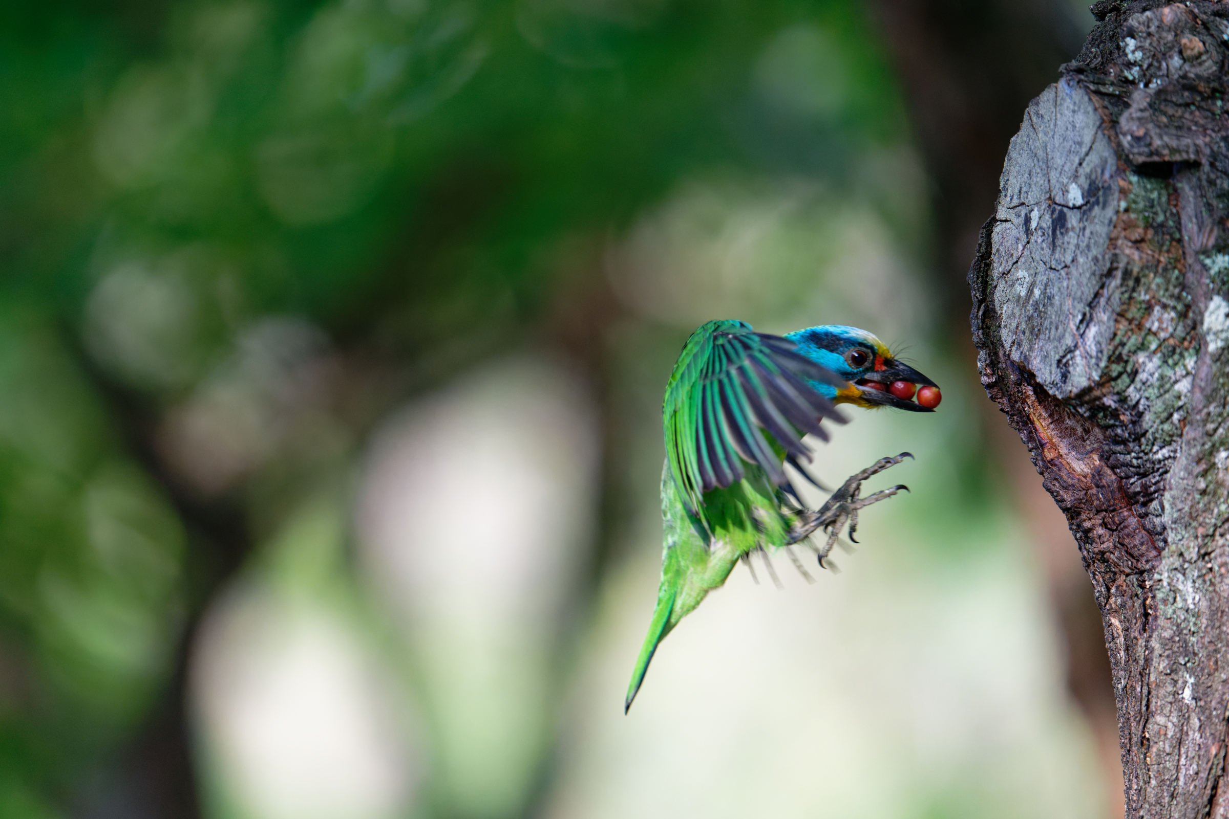 0509 大安五色鳥