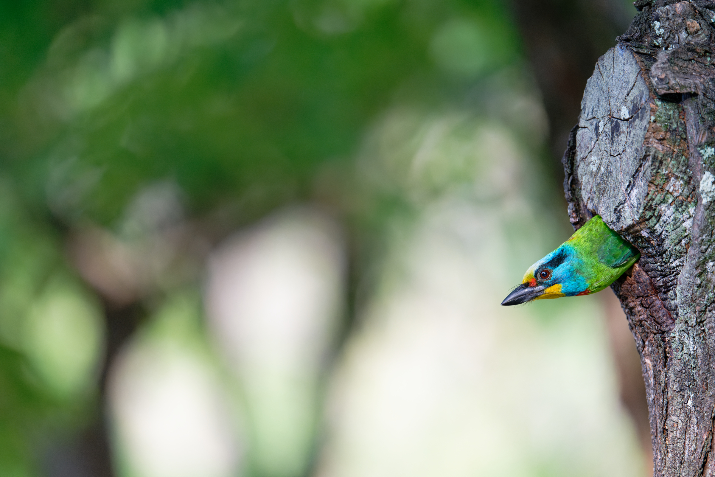 0509 大安五色鳥