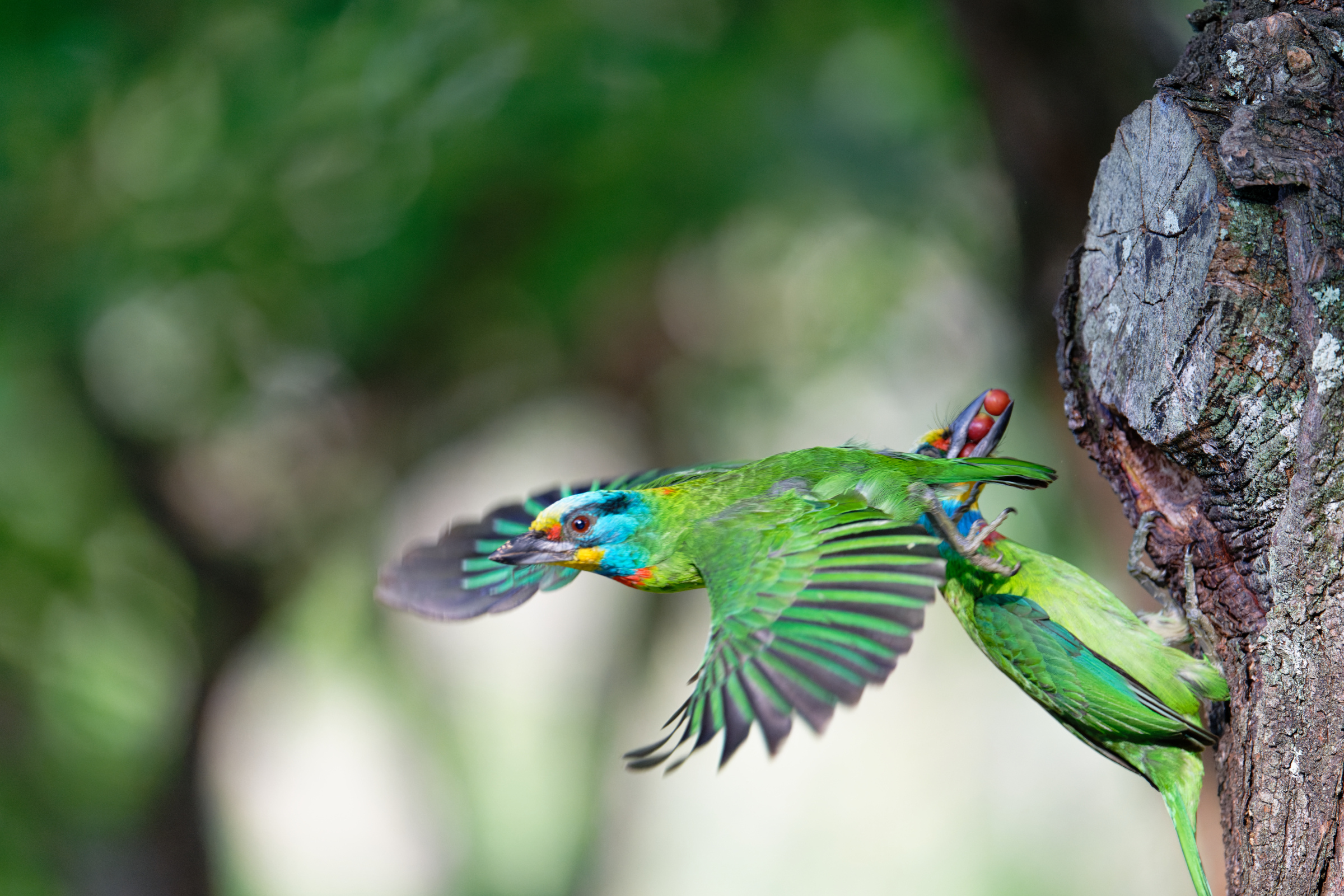 0509 大安五色鳥