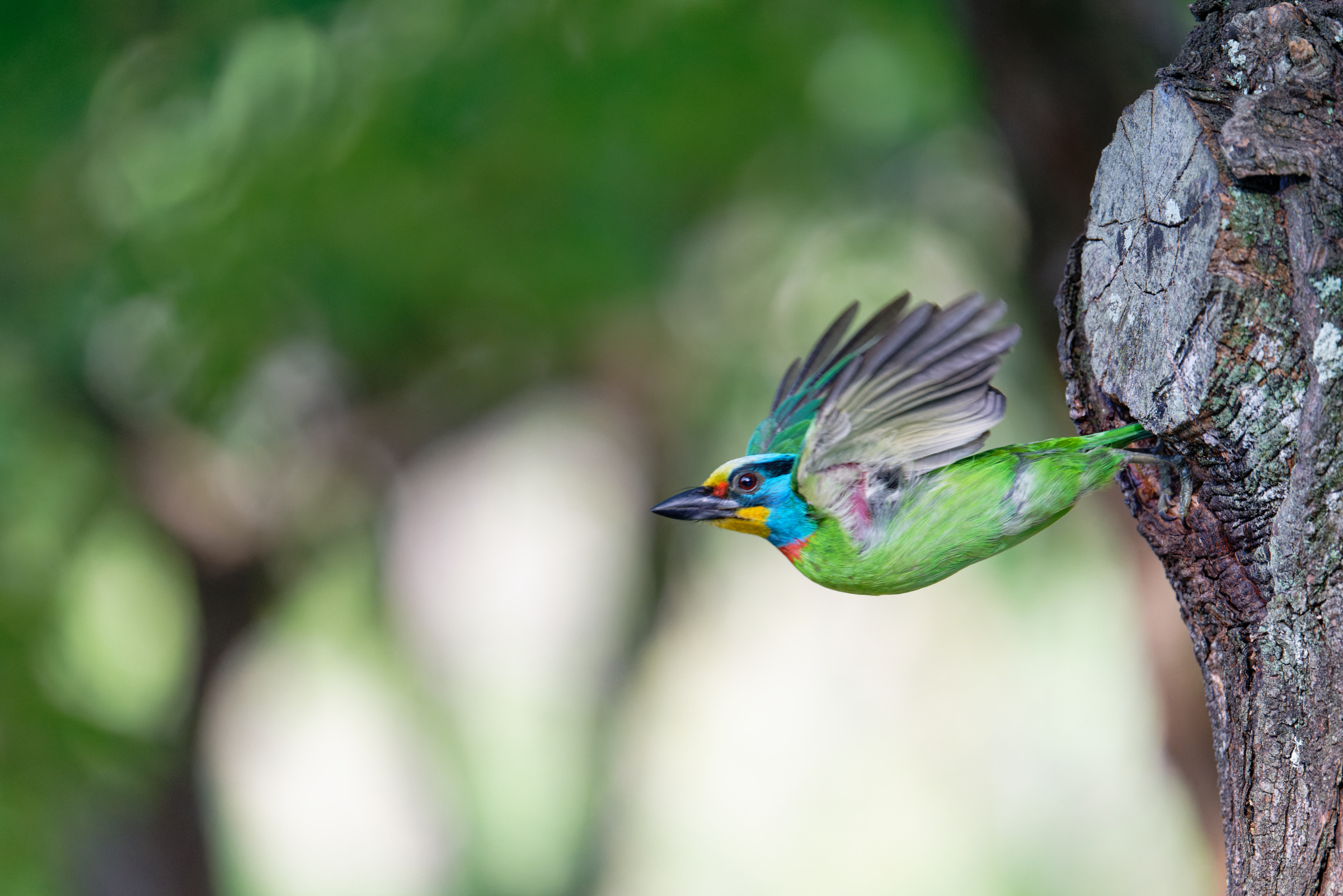 0509 大安五色鳥