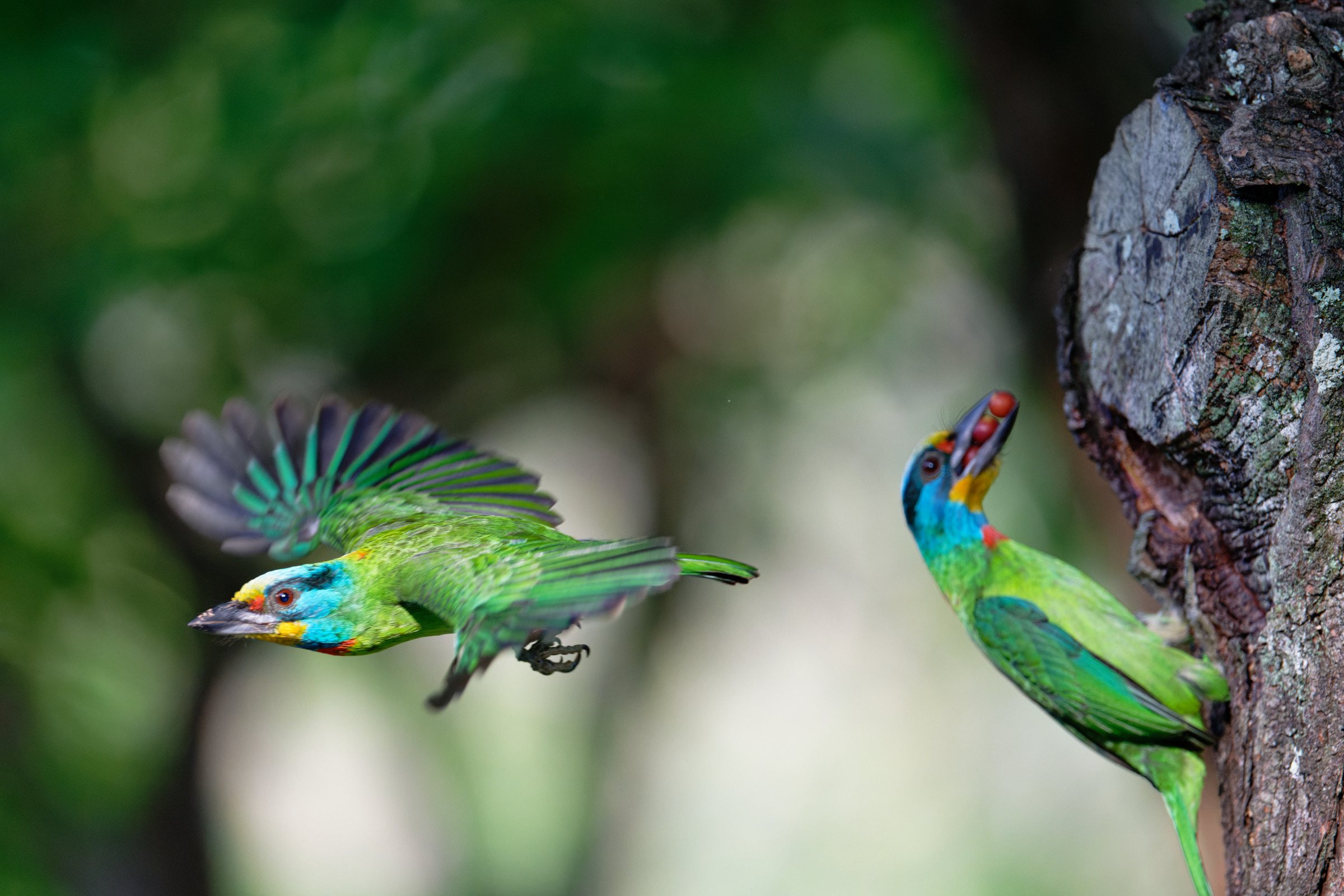 0509 大安五色鳥