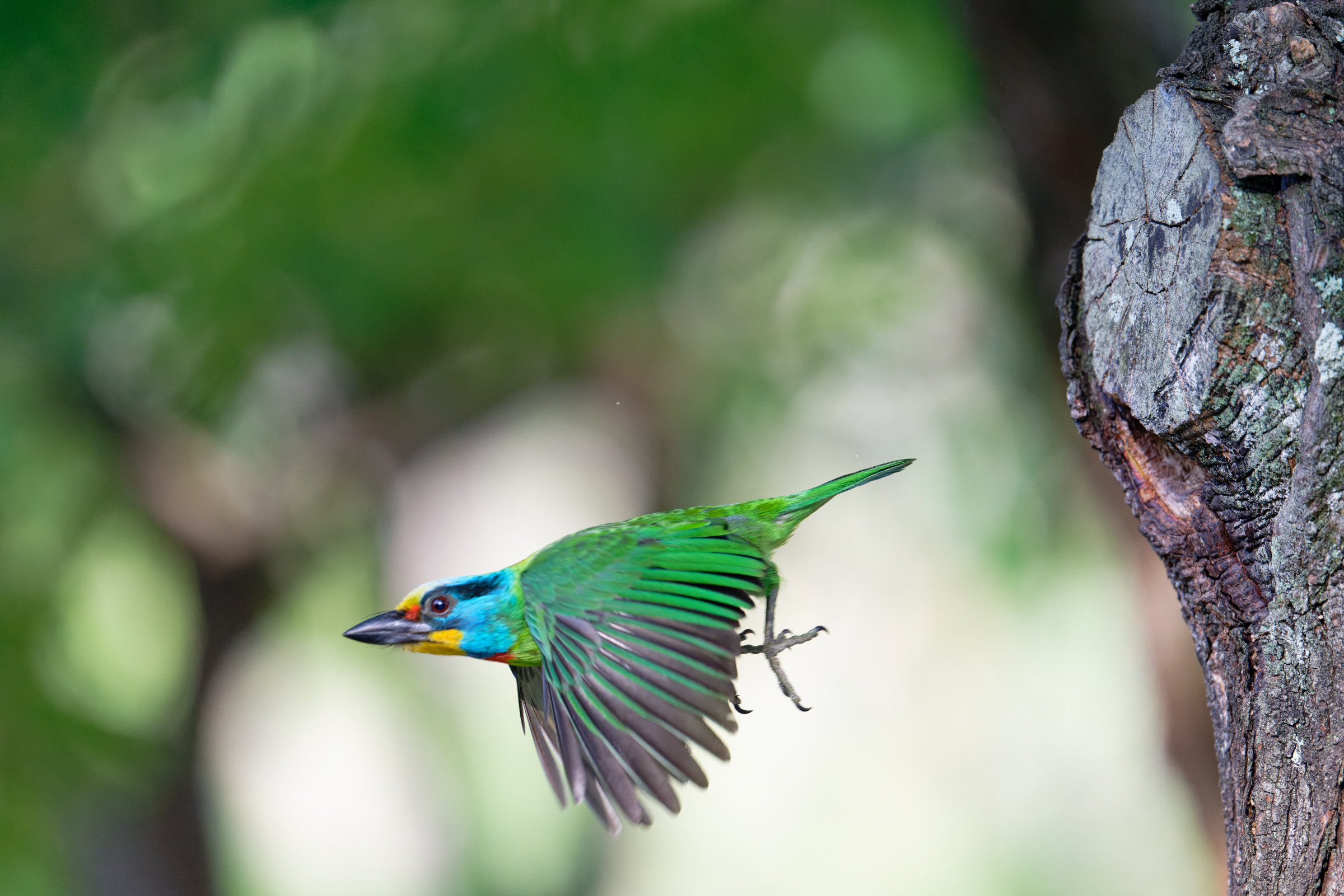 0509 大安五色鳥
