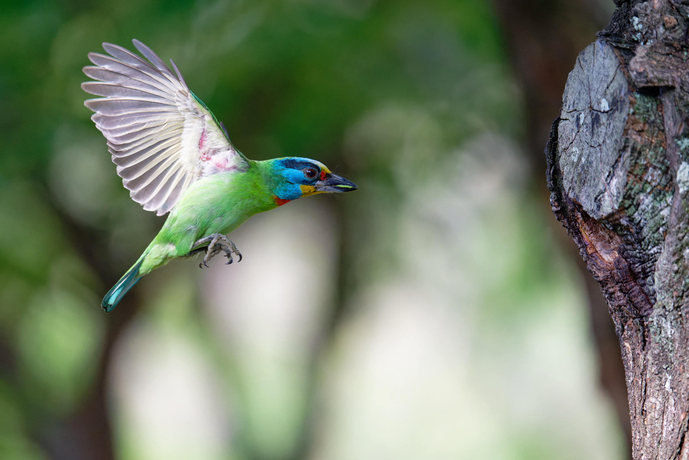 0509 大安五色鳥