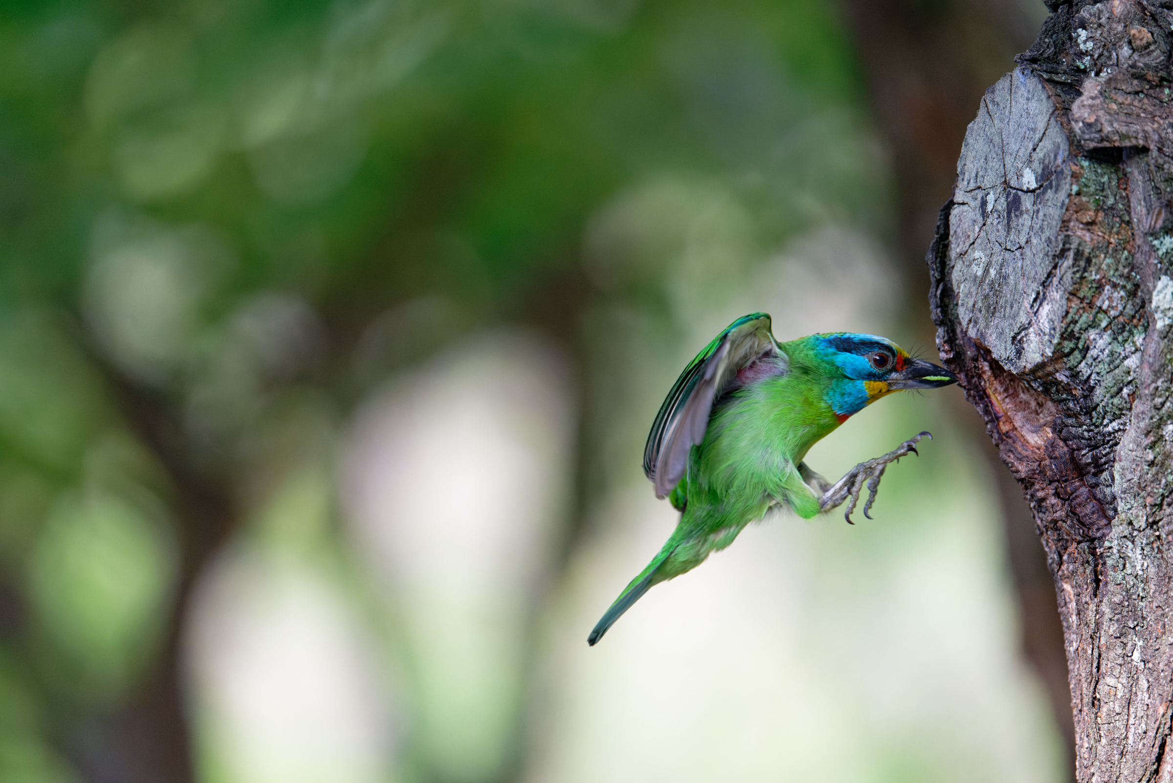 0509 大安五色鳥