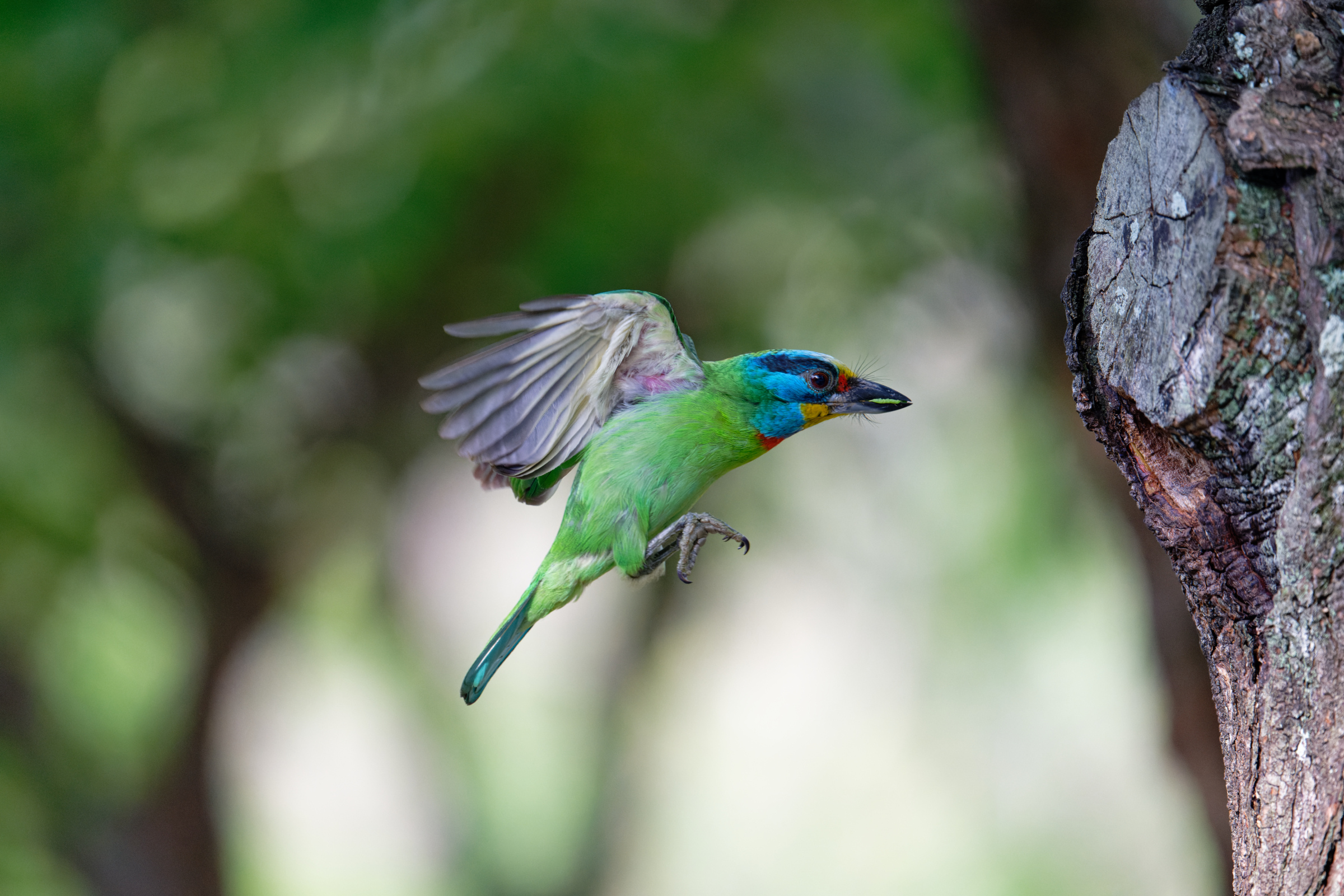 0509 大安五色鳥