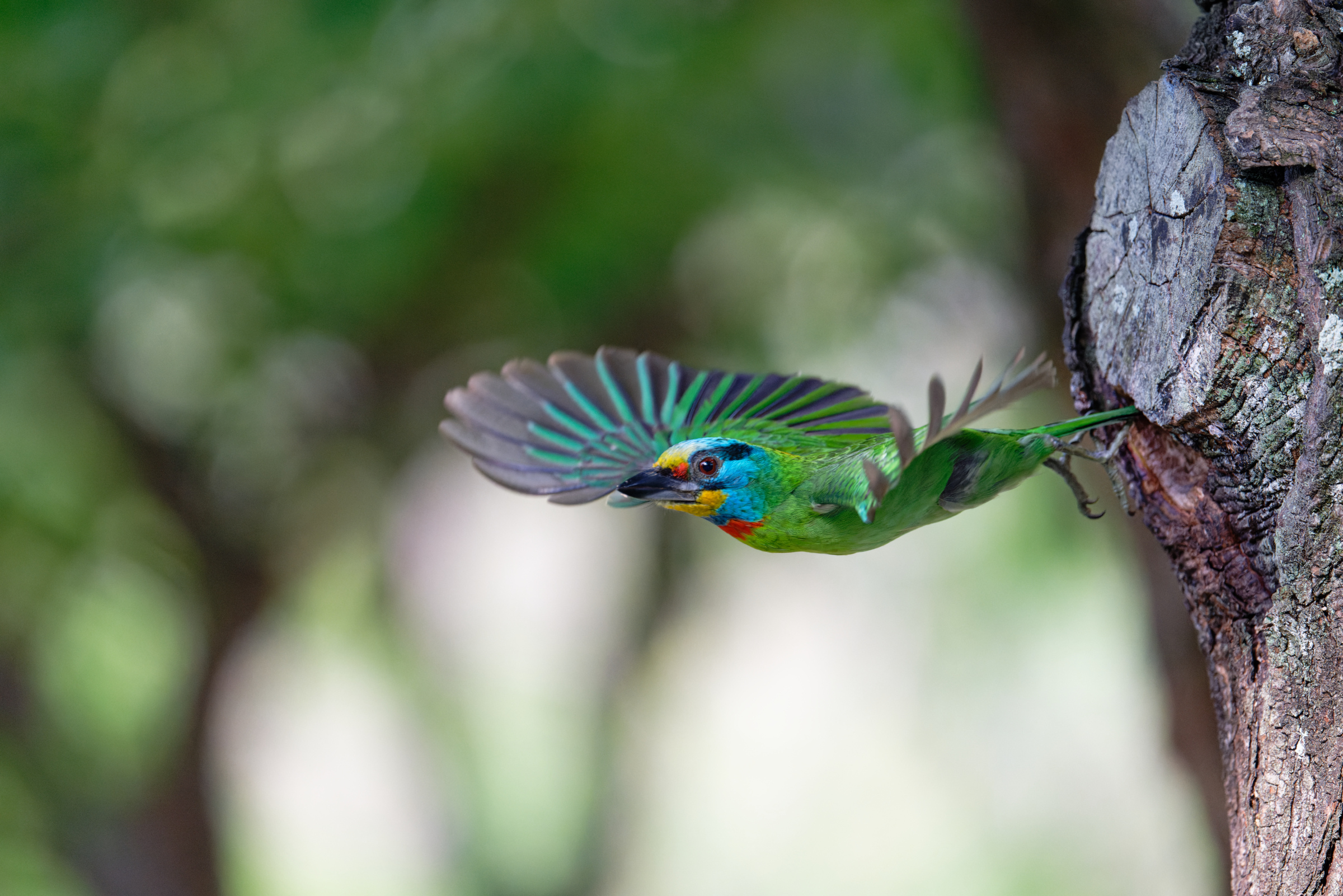 0509 大安五色鳥
