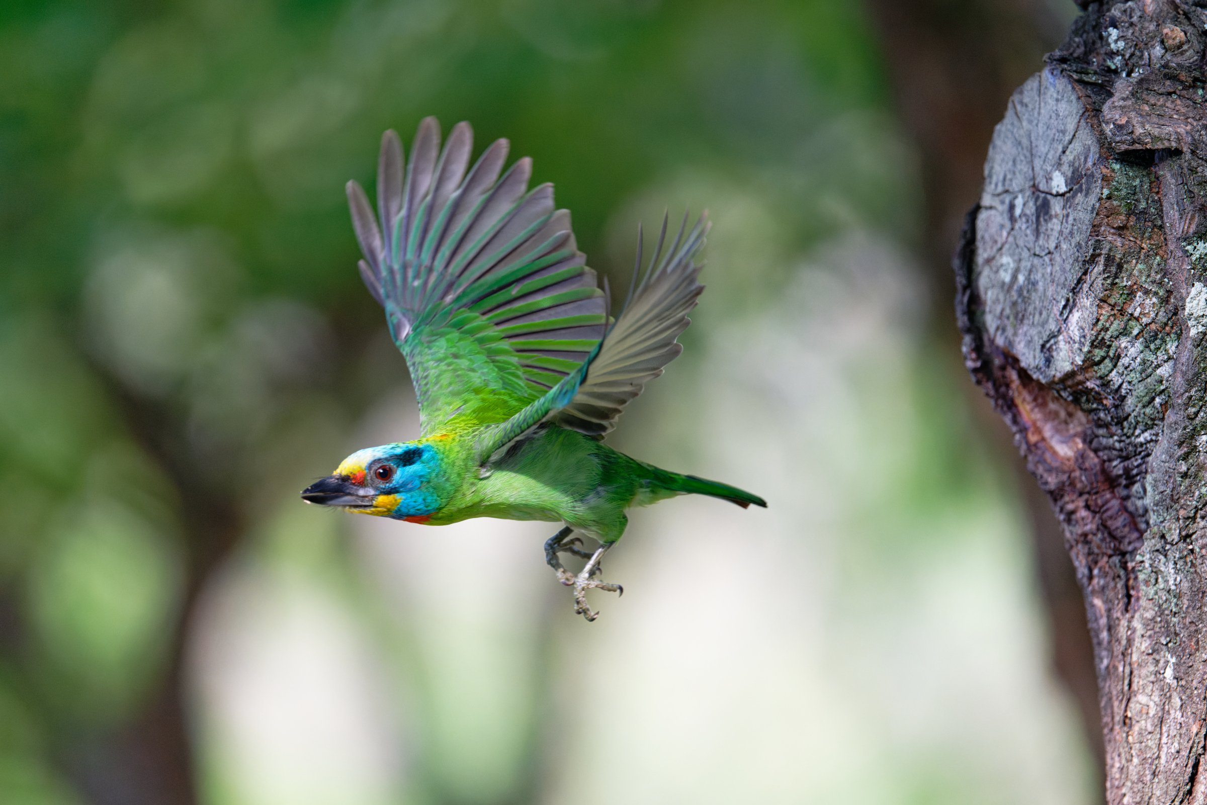 0509 大安五色鳥