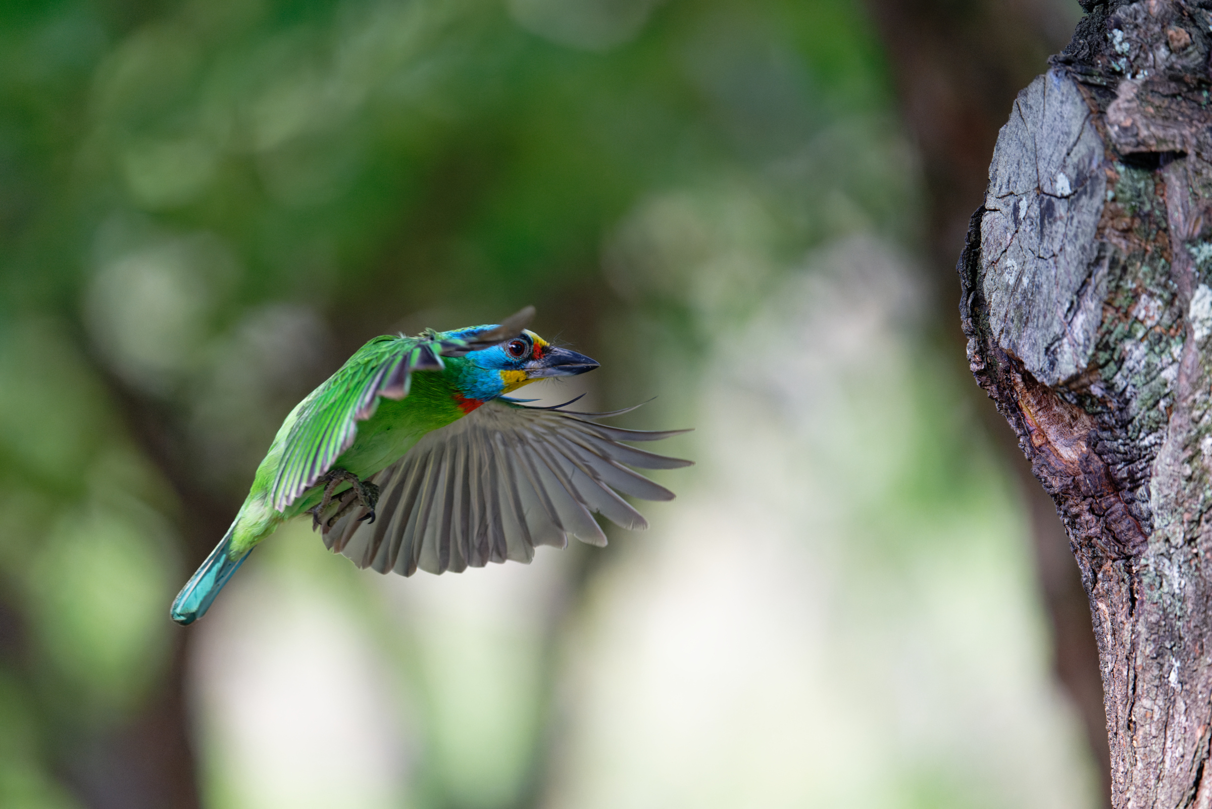 0509 大安五色鳥