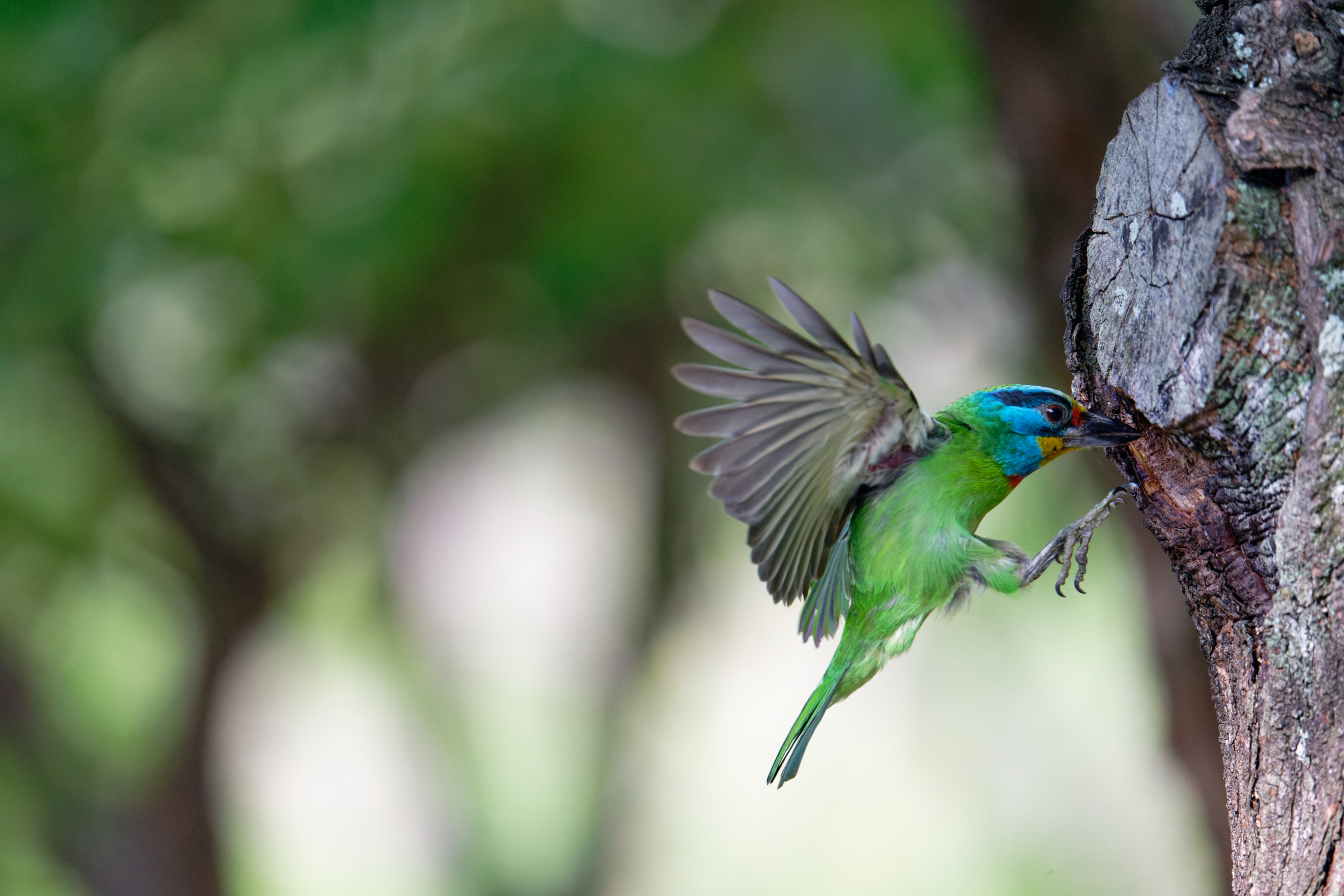 0509 大安五色鳥