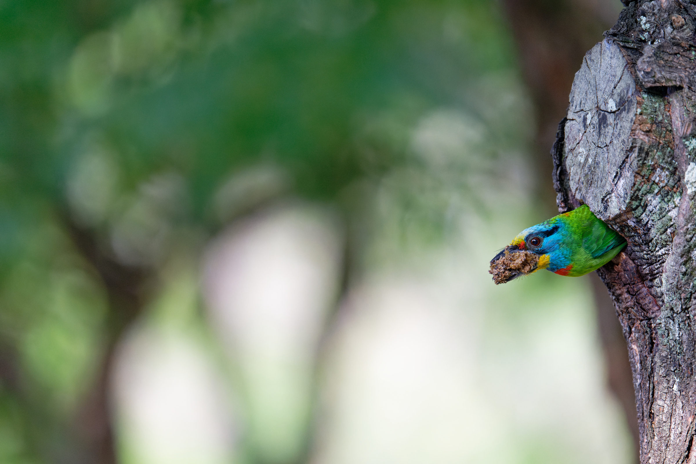 0509 大安五色鳥