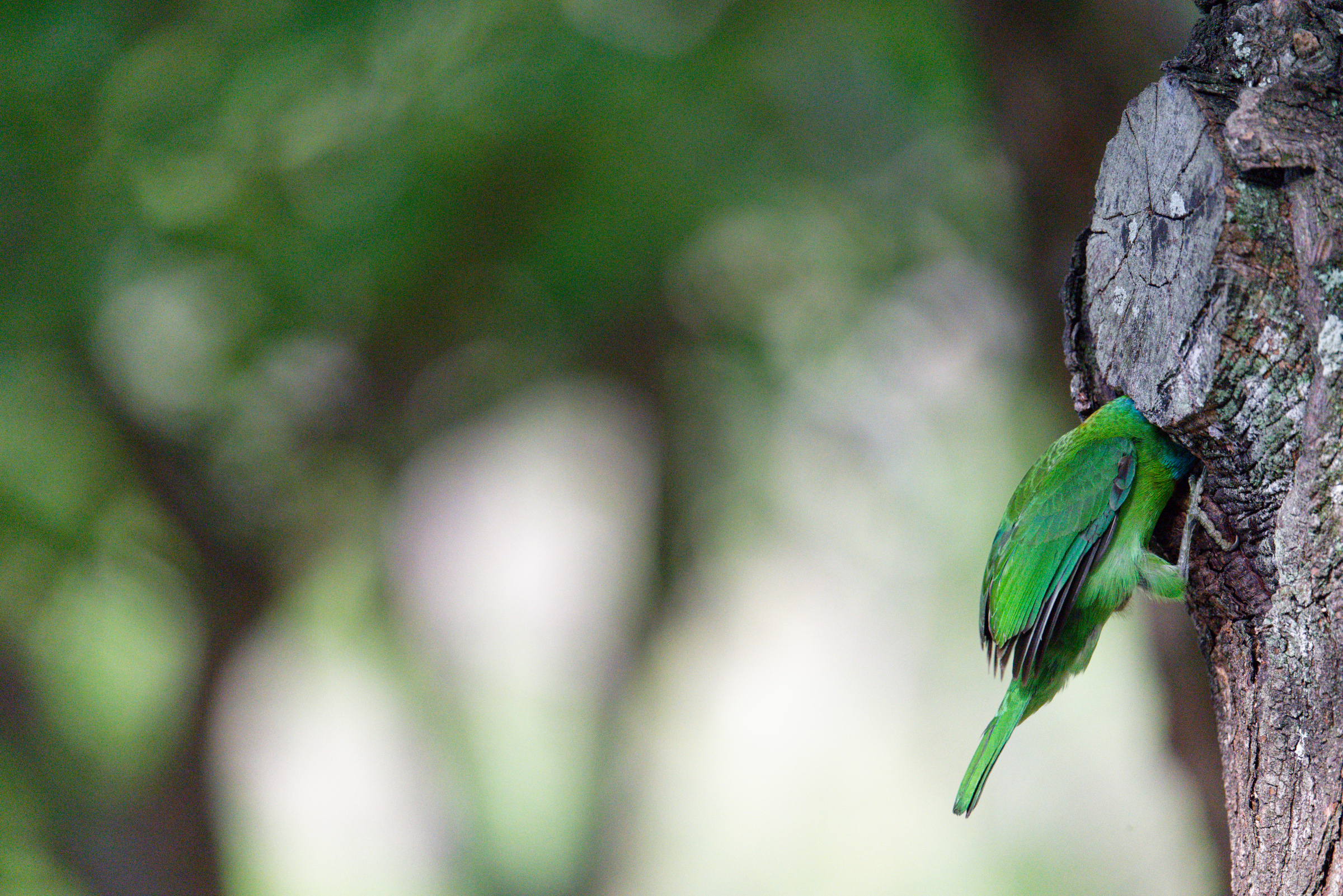 0509 大安五色鳥
