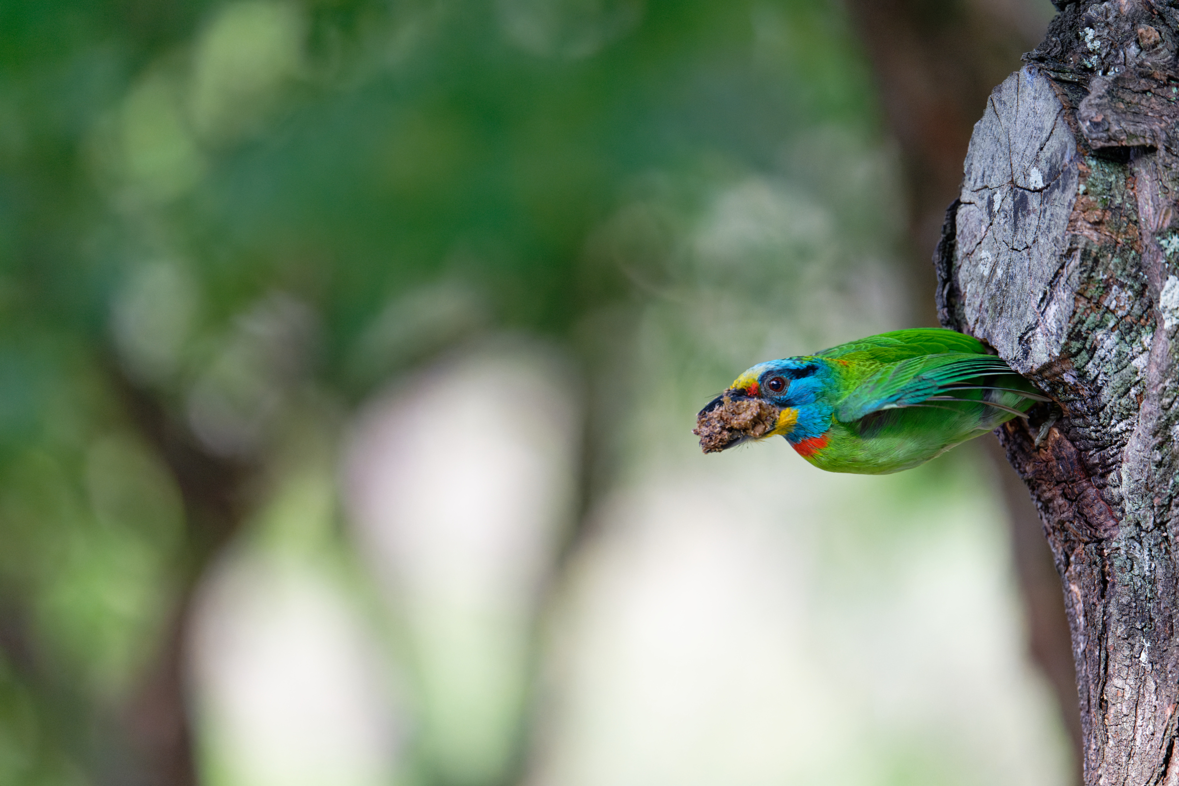 0509 大安五色鳥