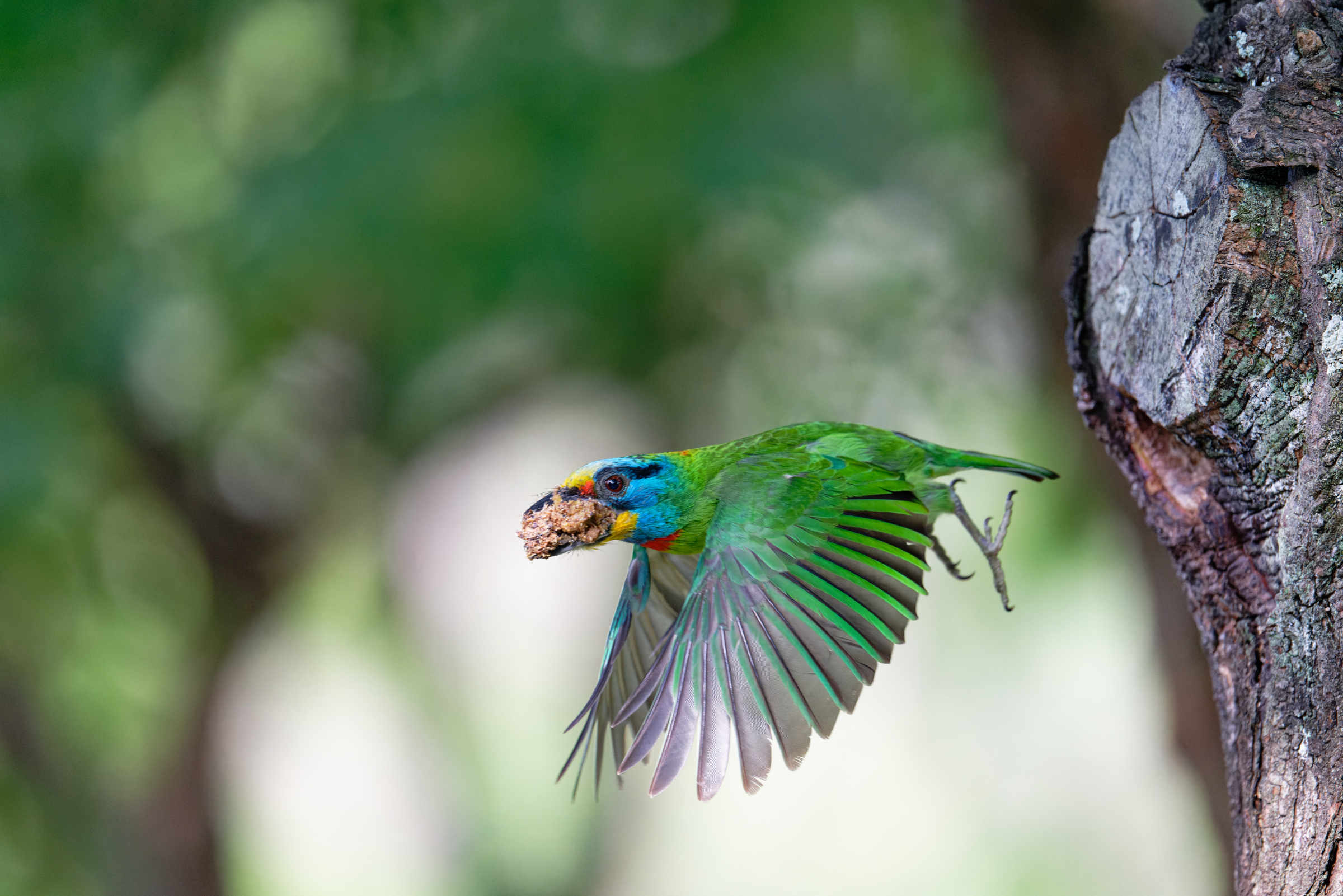 0509 大安五色鳥