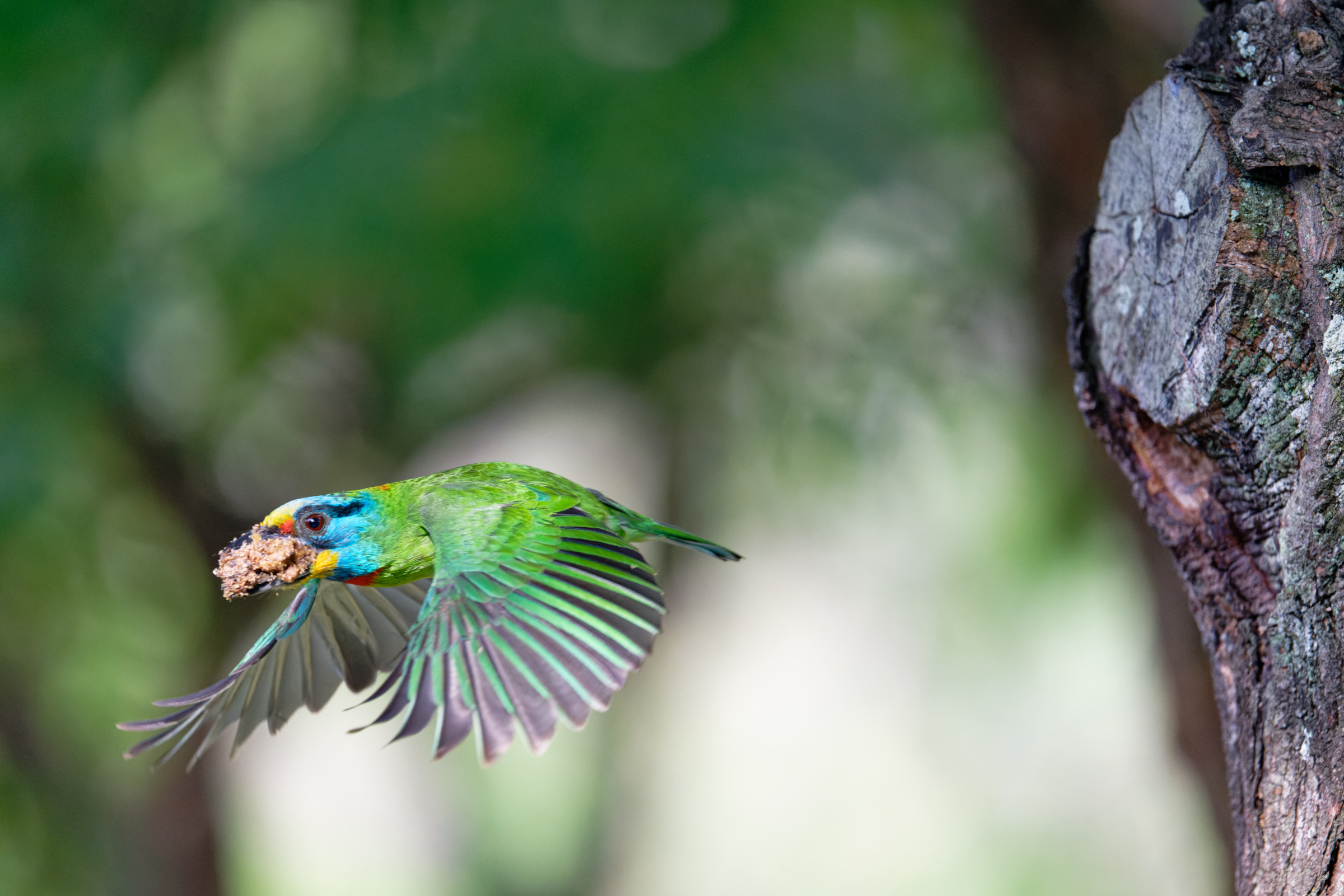0509 大安五色鳥