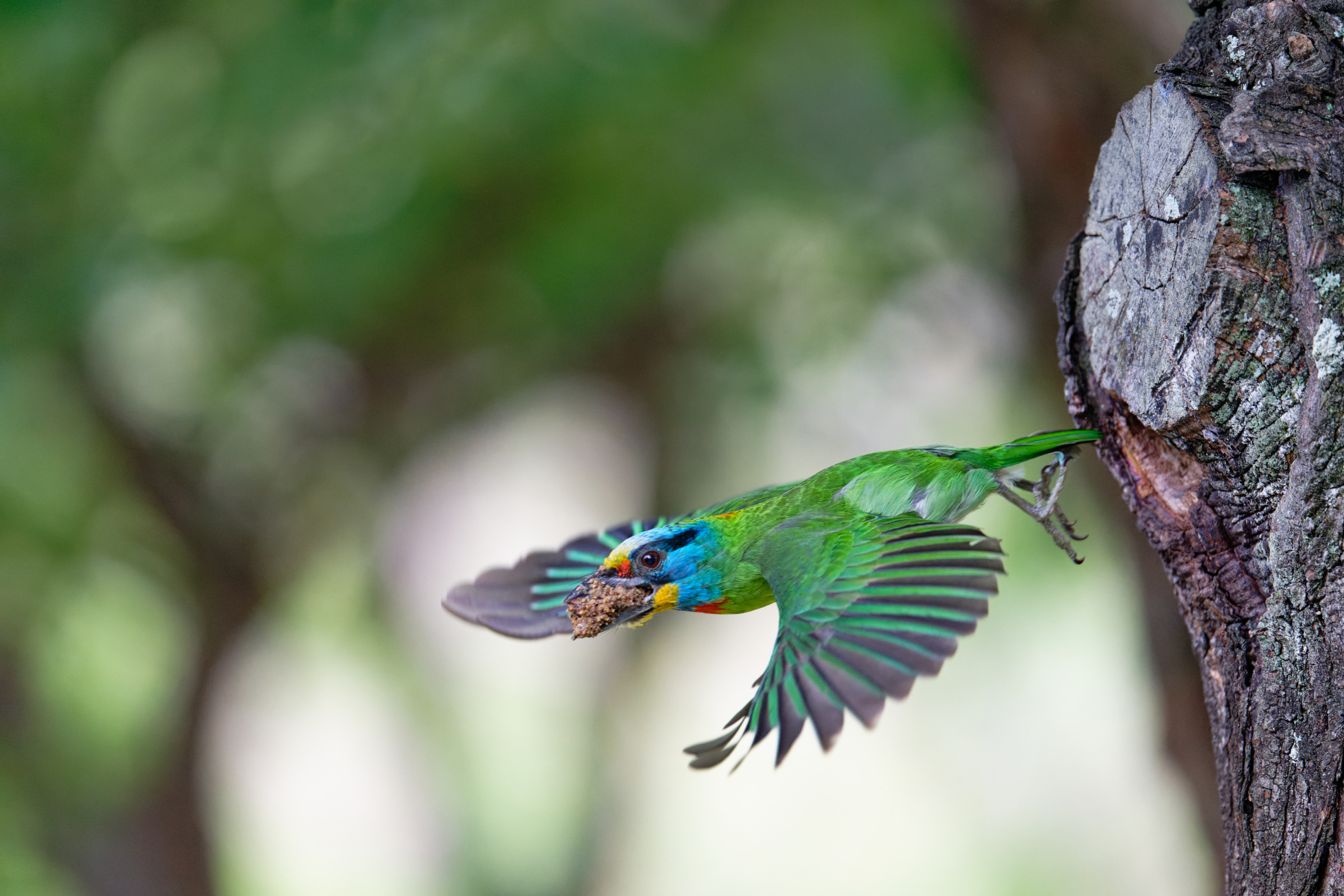 0509 大安五色鳥