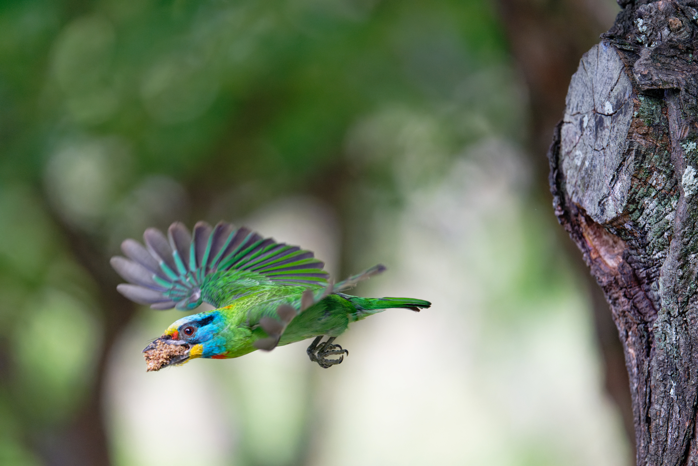 0509 大安五色鳥