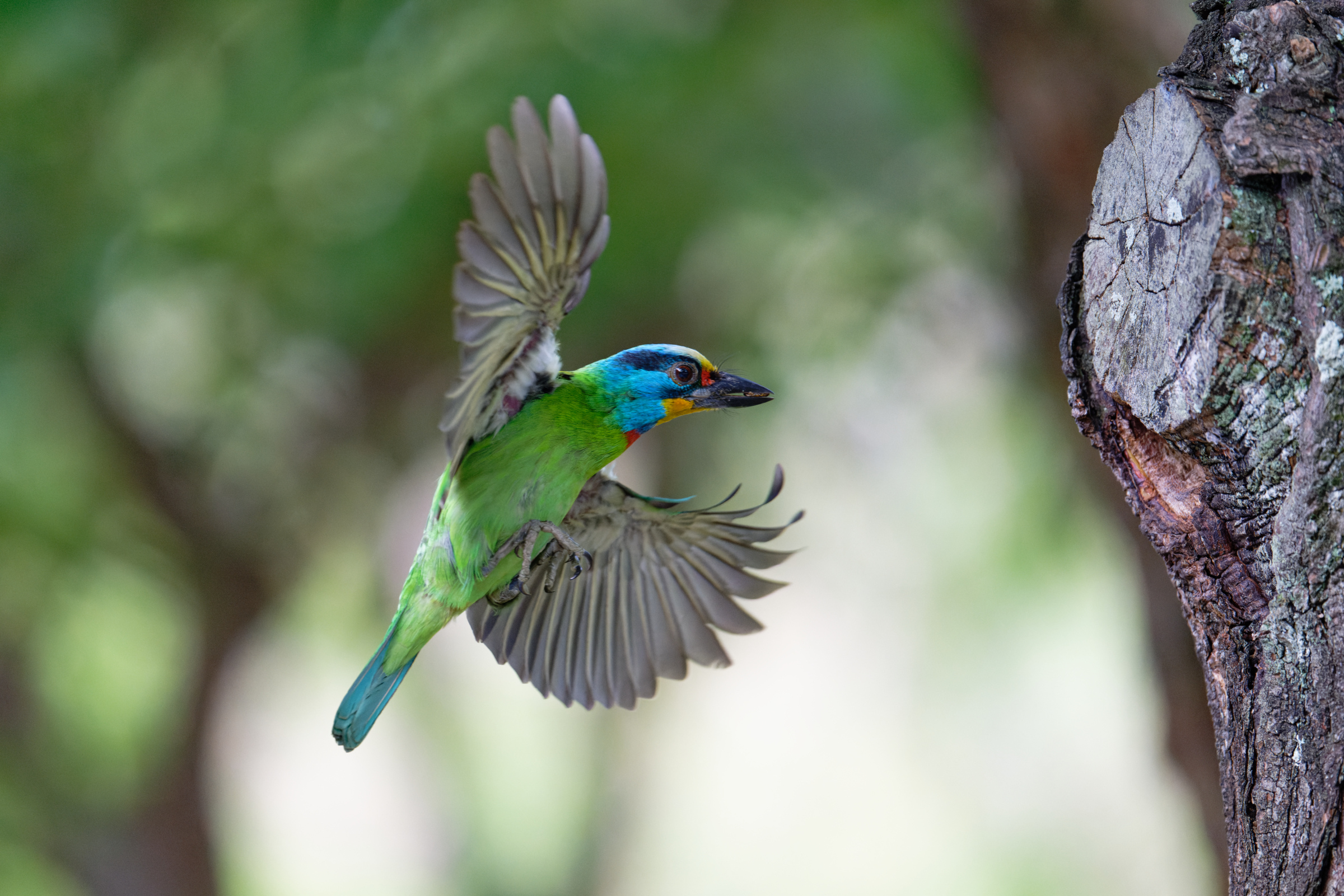 0509 大安五色鳥