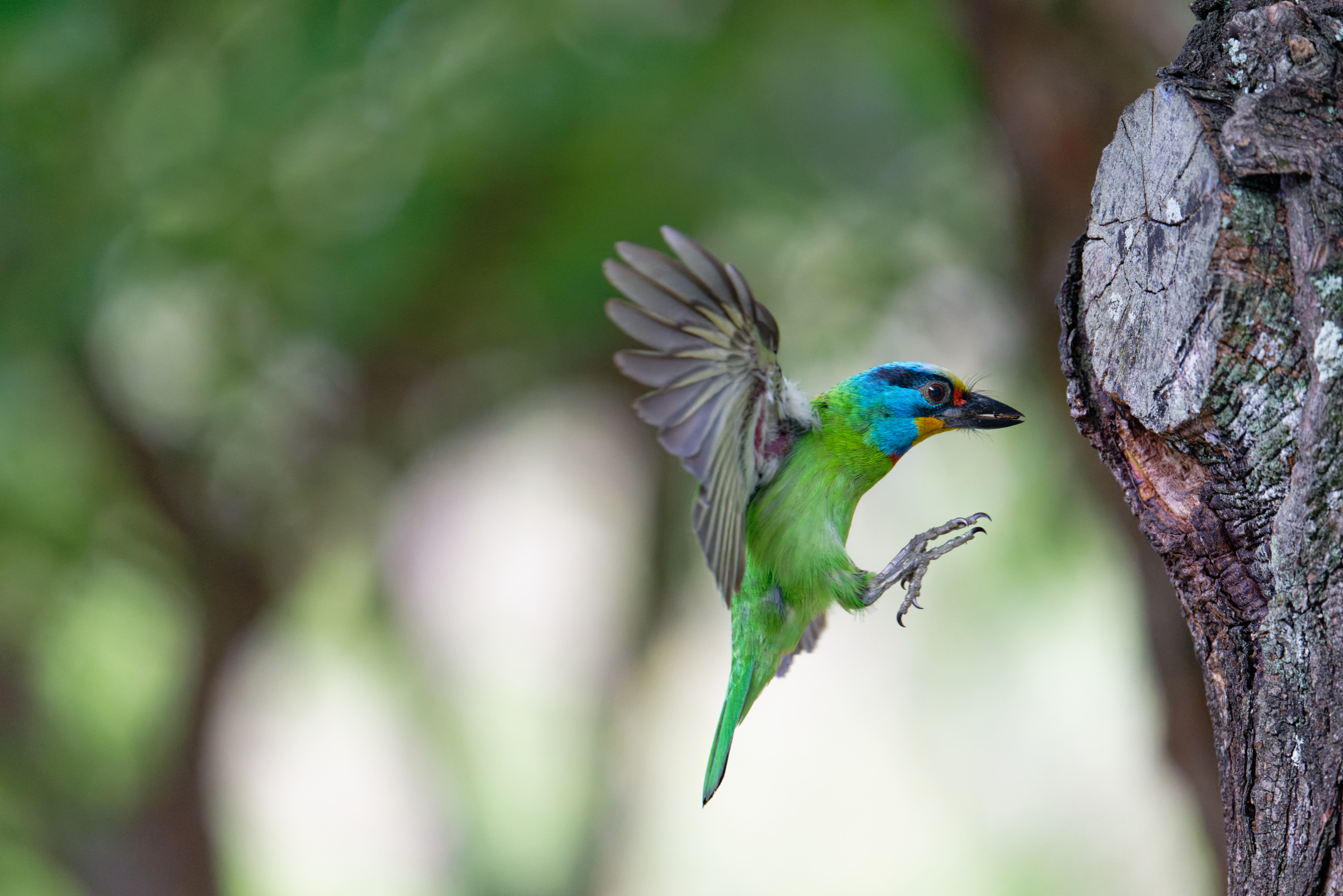 0509 大安五色鳥