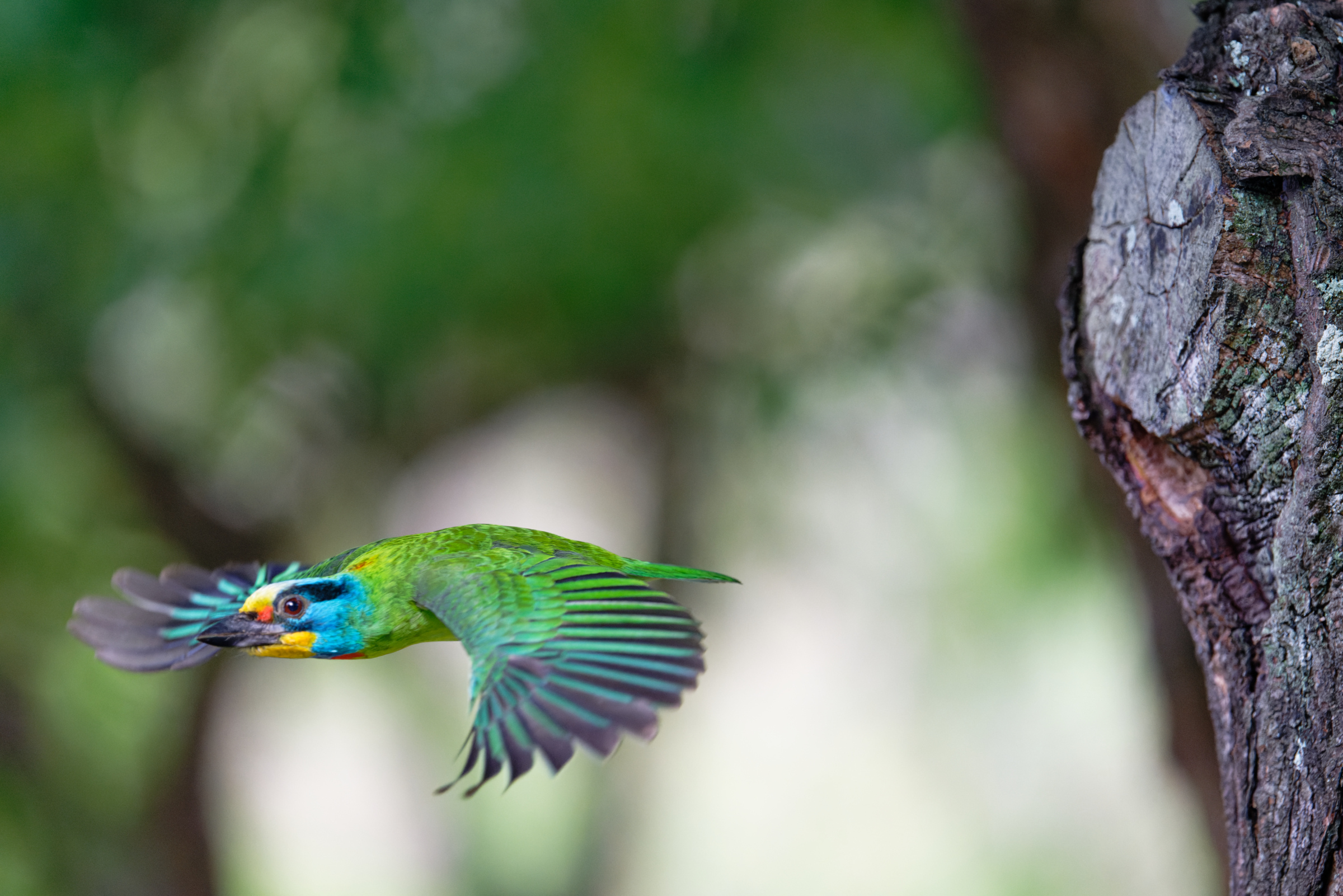 0509 大安五色鳥