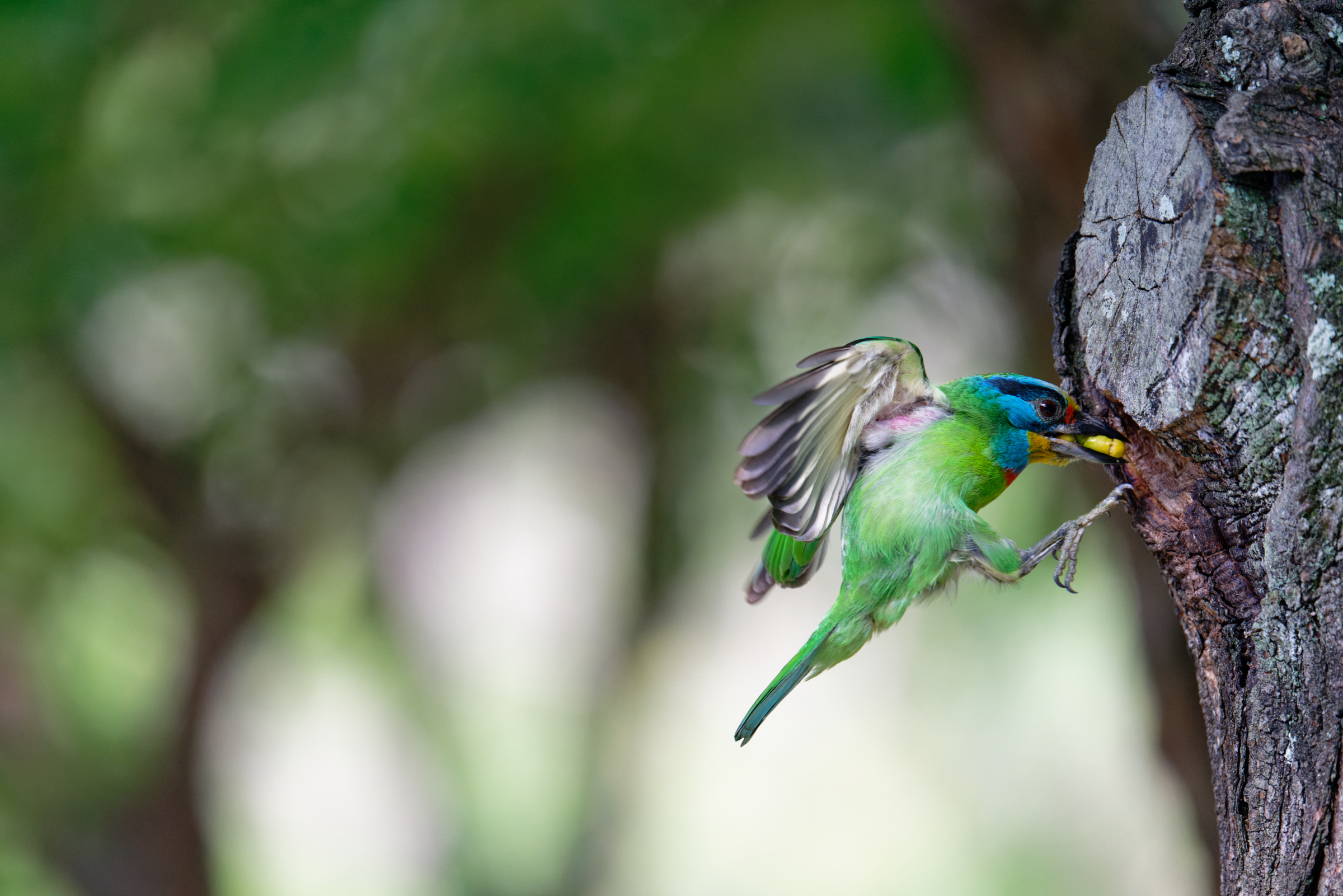 0509 大安五色鳥