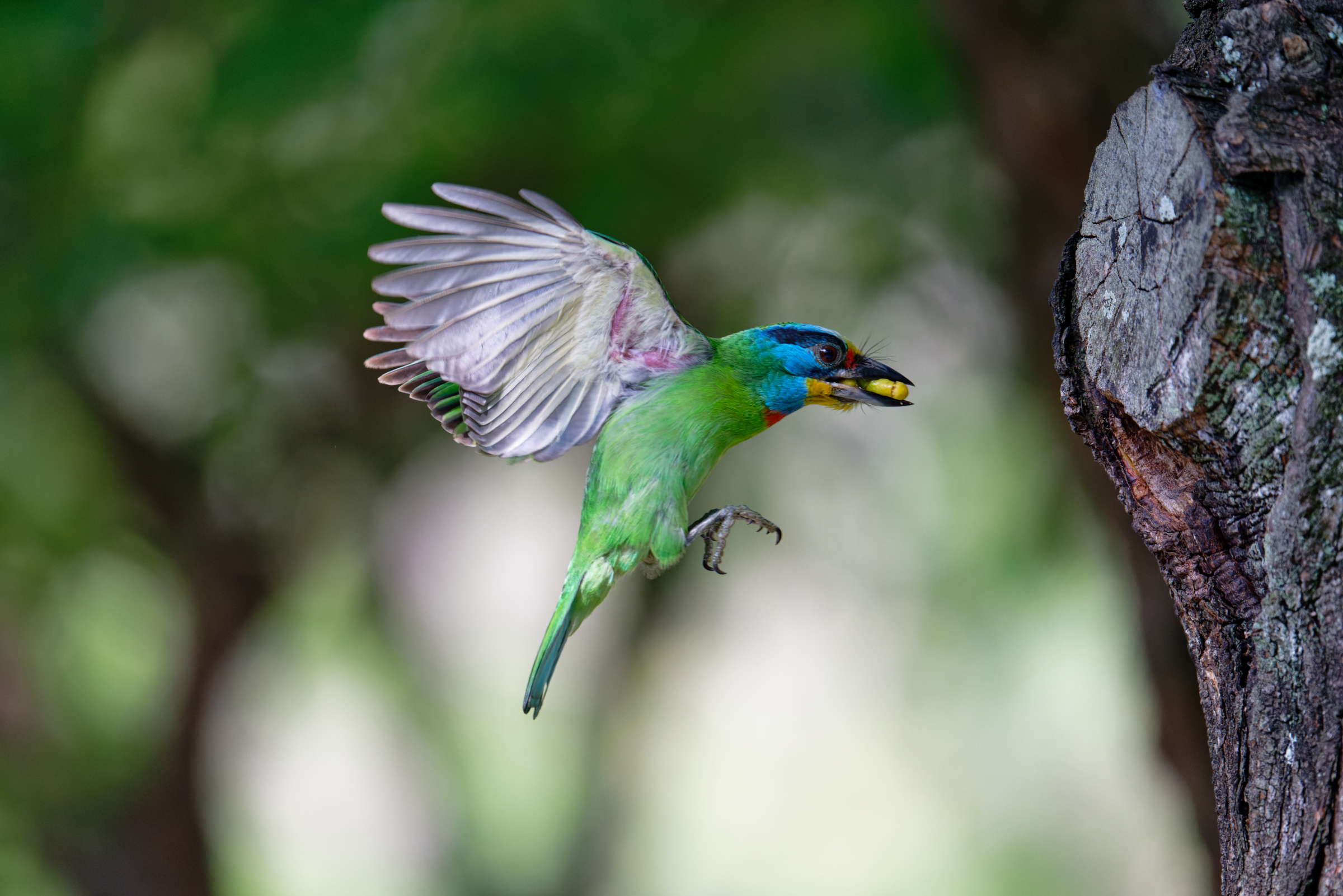 0509 大安五色鳥