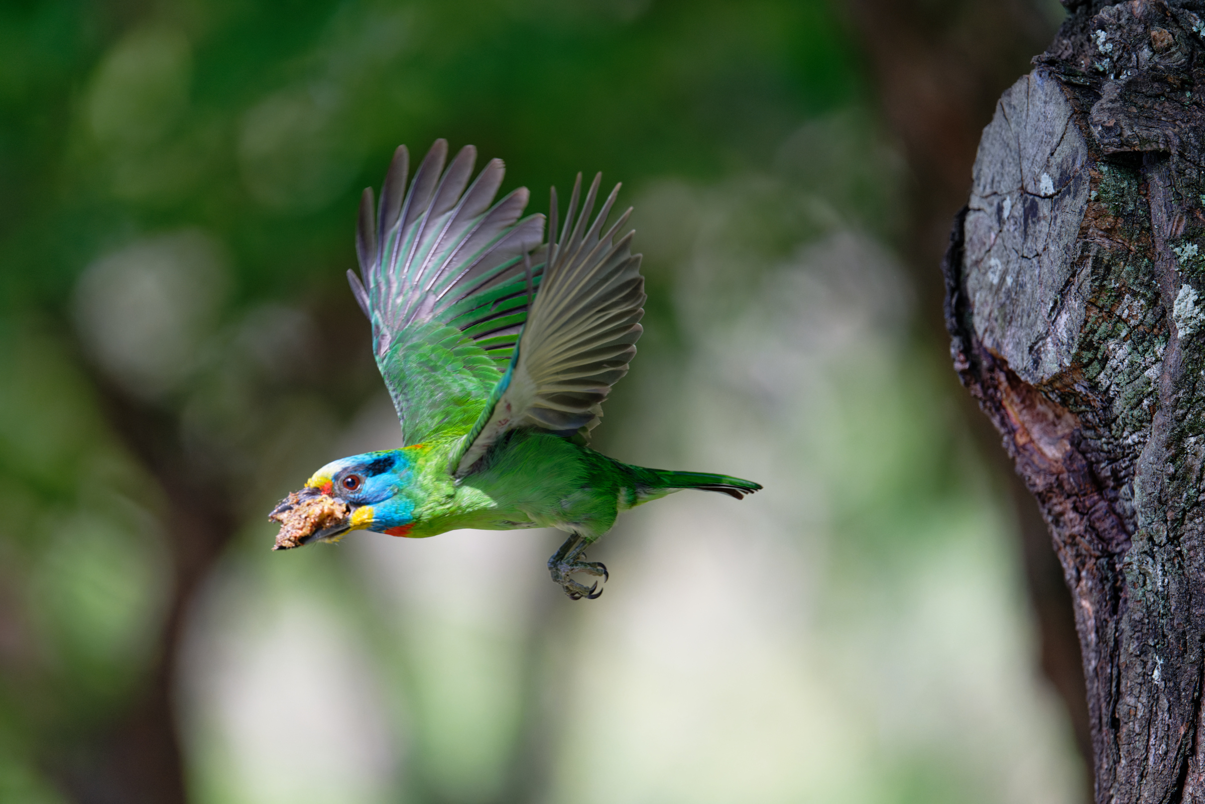 0509 大安五色鳥