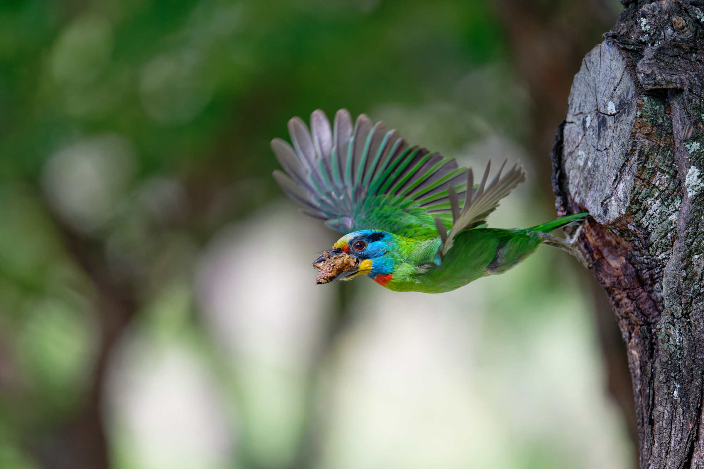 0509 大安五色鳥