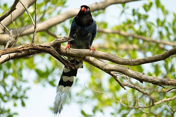 0625 美崙公園噪鵑