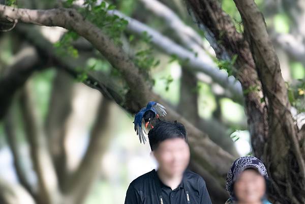 0625 美崙公園噪鵑