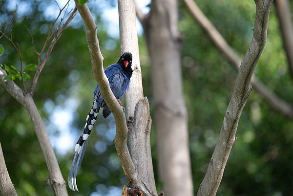 0625 美崙公園噪鵑