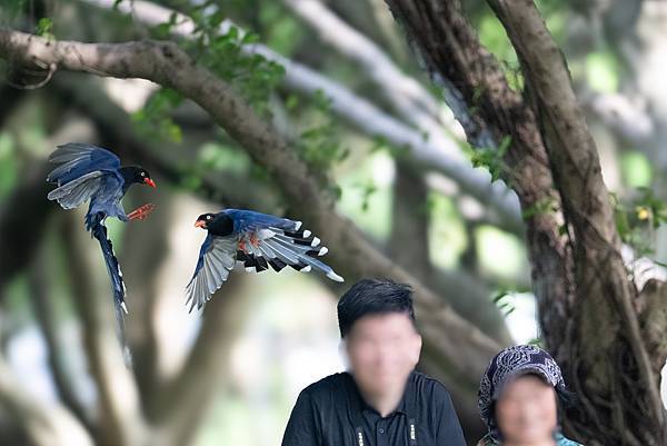 0625 美崙公園噪鵑