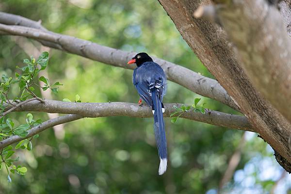 0625 美崙公園噪鵑 0625 美崙公園噪鵑