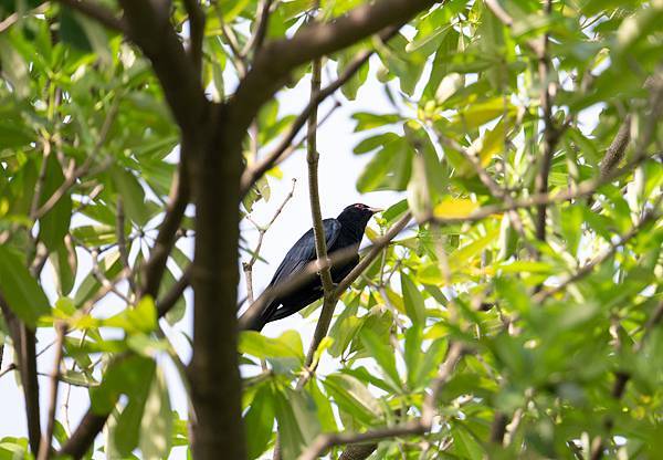 0625 美崙公園噪鵑 0625 美崙公園噪鵑