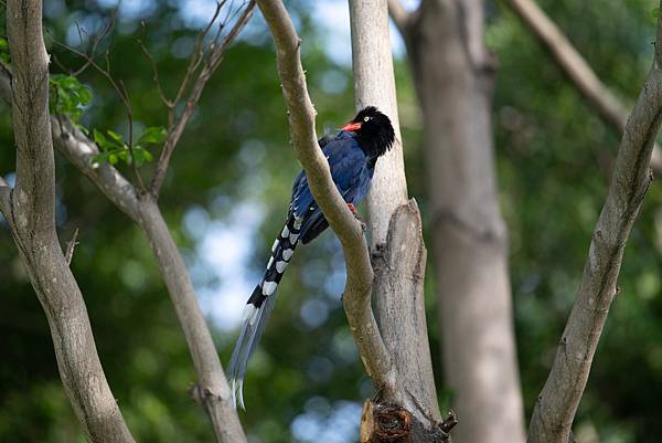 0625 美崙公園噪鵑