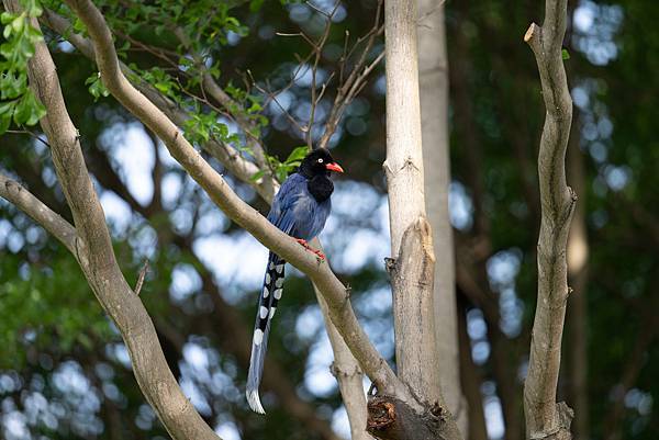 0625 美崙公園噪鵑