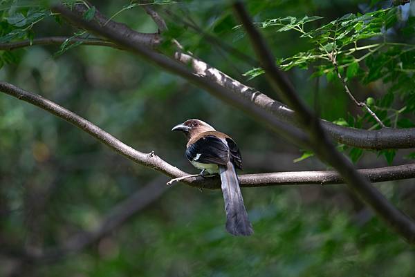 0625 美崙公園噪鵑