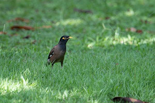 0625 美崙公園噪鵑