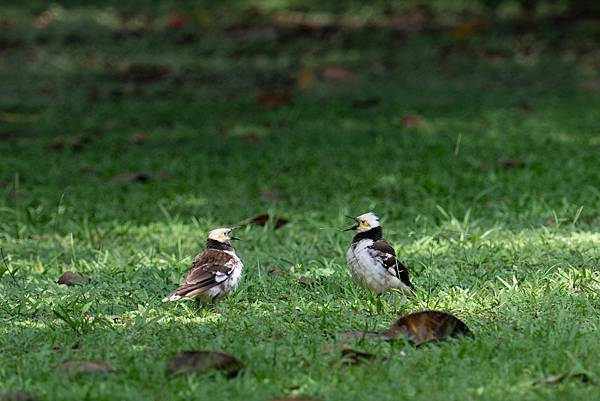 0625 美崙公園噪鵑