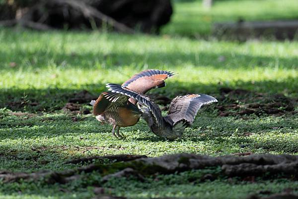 0625 美崙公園噪鵑