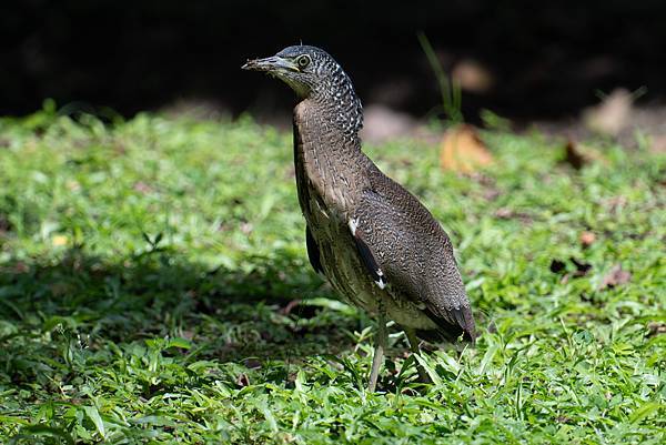 0625 美崙公園噪鵑