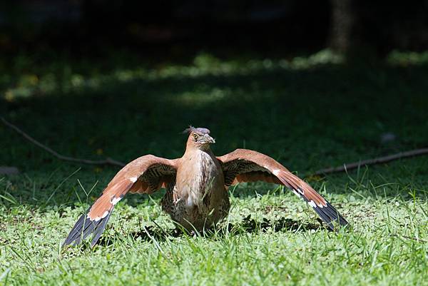 0625 美崙公園噪鵑