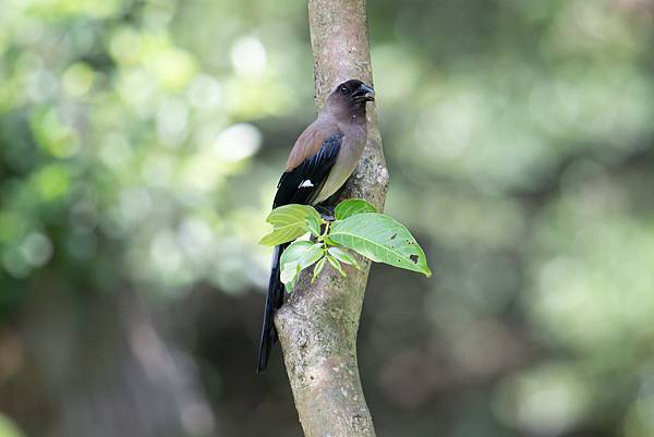 0625 美崙公園噪鵑