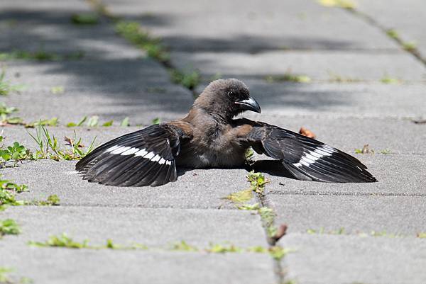 0625 美崙公園噪鵑